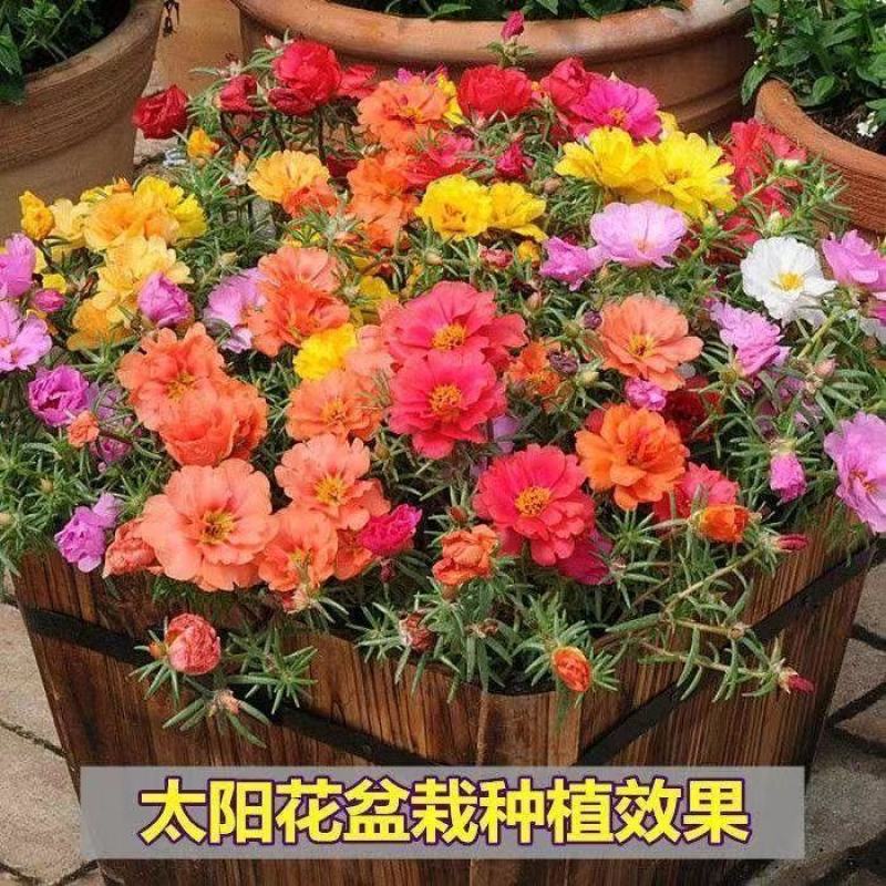 重瓣太阳花种子四季开花易活易种室内外庭院阳台盆栽花种子