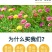 重瓣太阳花种子四季开花易活易种室内外庭院阳台盆栽花种子
