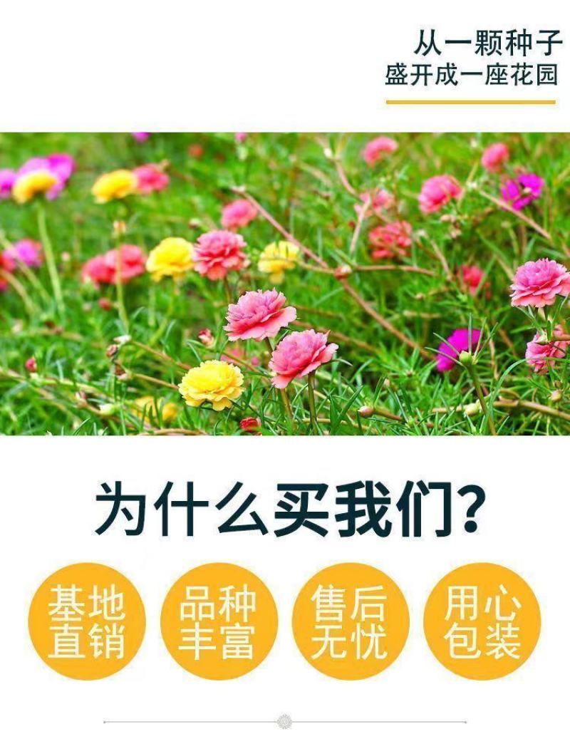重瓣太阳花种子四季开花易活易种室内外庭院阳台盆栽花种子