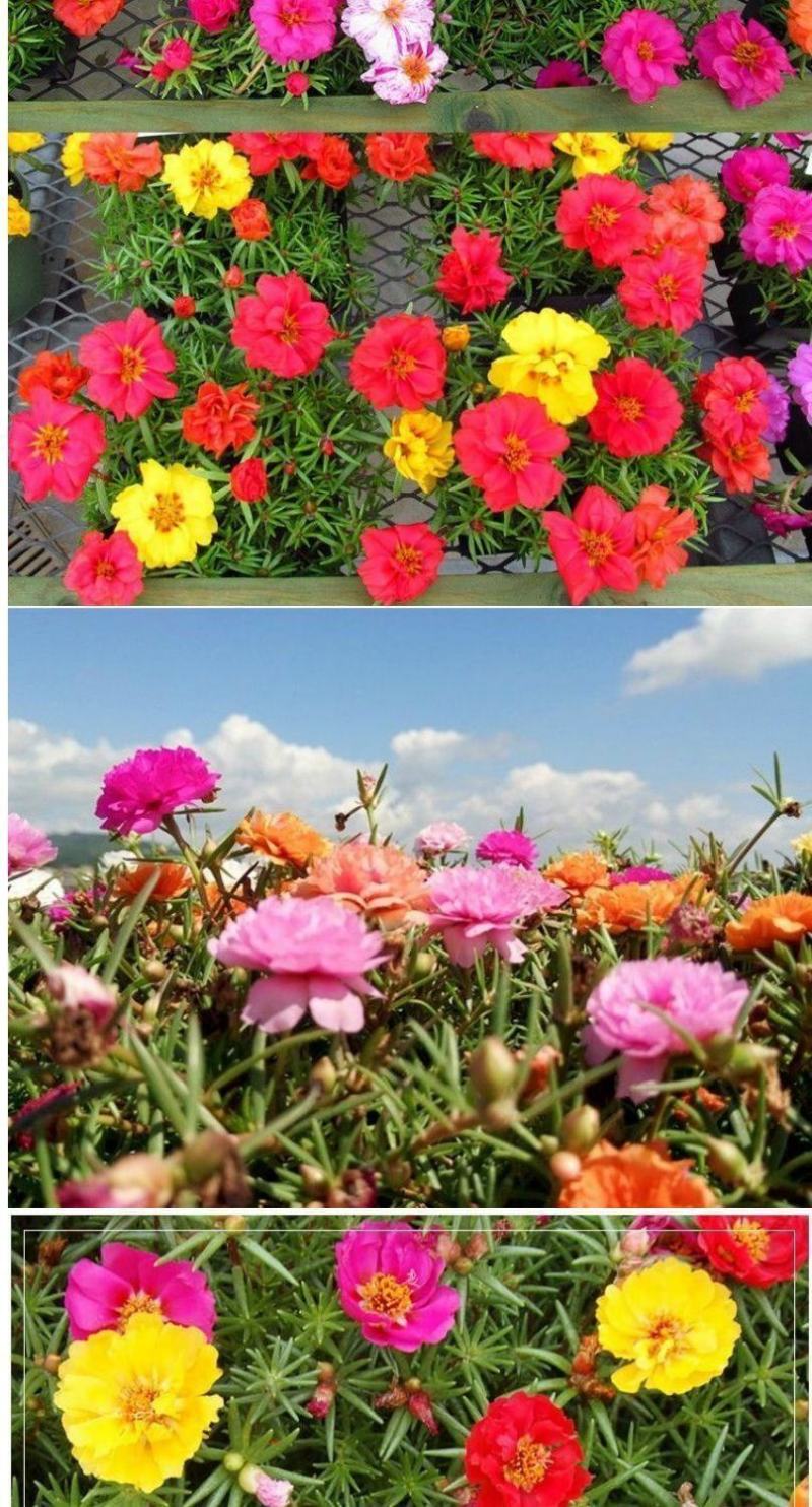 重瓣太阳花种子四季开花易活易种室内外庭院阳台盆栽花种子