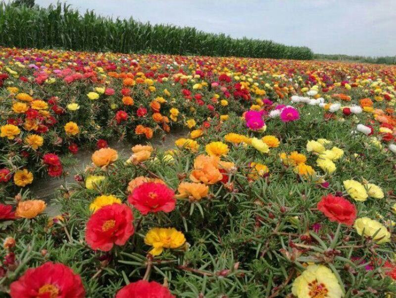 重瓣太阳花种子四季开花易活易种室内外庭院阳台盆栽花种子