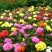 重瓣太阳花种子四季开花易活易种室内外庭院阳台盆栽花种子