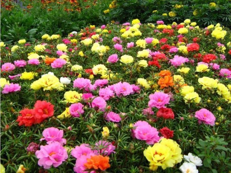 重瓣太阳花种子四季开花易活易种室内外庭院阳台盆栽花种子