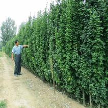 北海道黄杨围墙绿篱笆墙庭院绿植四季常青树苗工程苗