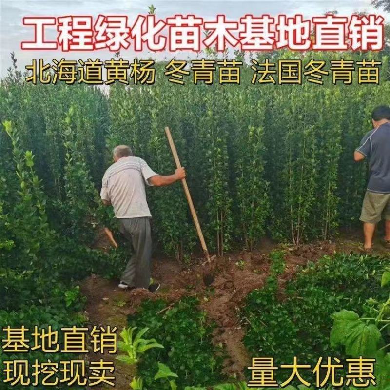 北海道黄杨北海道黄杨苗北海道丛生苗耐寒四季常青