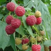 双季红树莓种苗哈瑞太兹