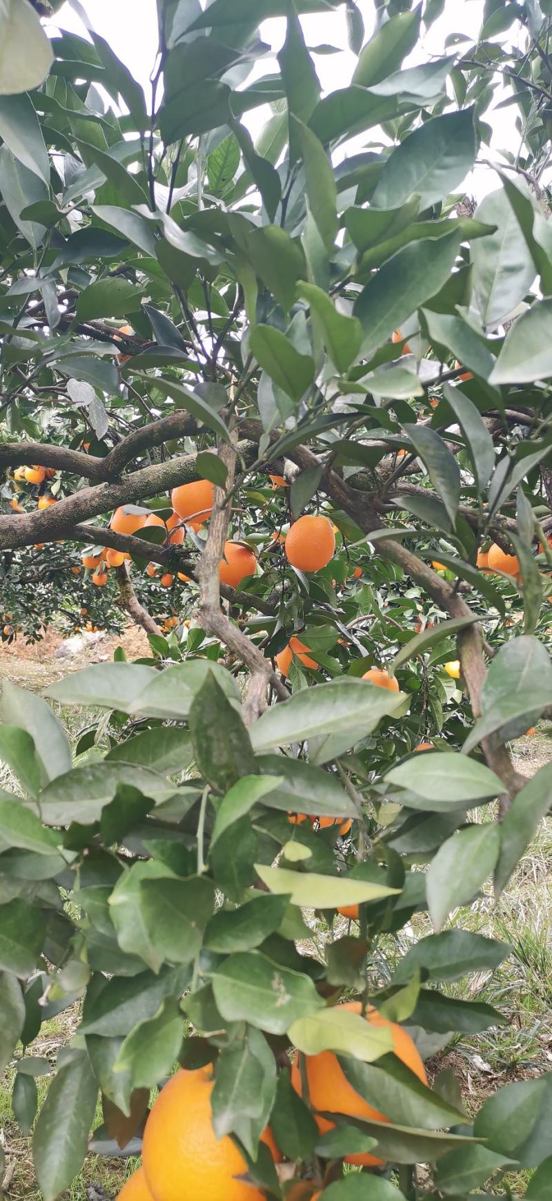 本产地纽荷尔脐橙正在火热预订中，有需要的客户联系我。