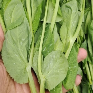 碗豆尖，大型基地直接供货，货源充足，欢迎新老客户