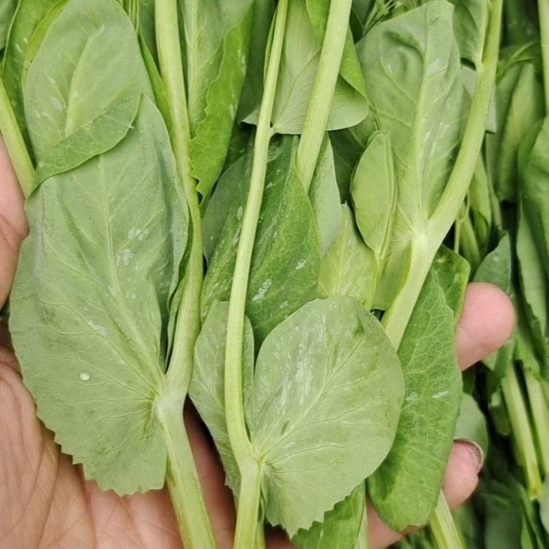 碗豆尖，大型基地直接供货，货源充足，欢迎新老客户