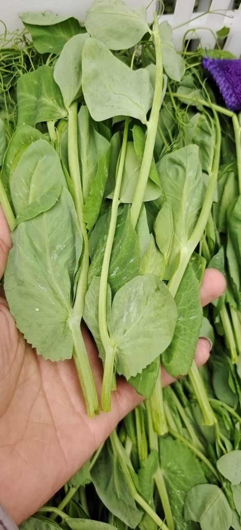 碗豆尖，大型基地直接供货，货源充足，欢迎新老客户