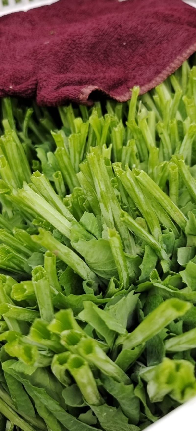 碗豆尖，大型基地直接供货，货源充足，欢迎新老客户