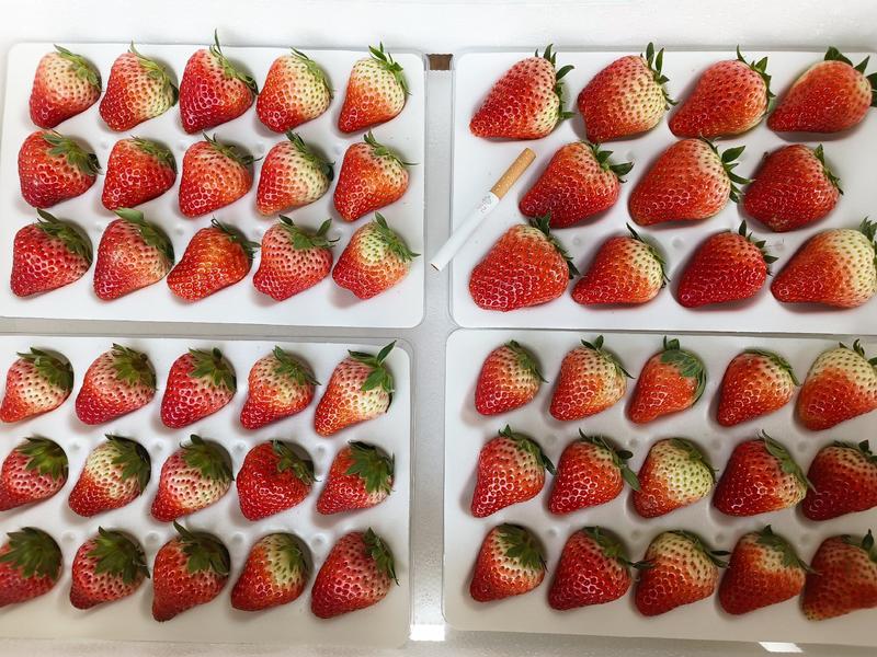 99红颜草莓，稳定供应，可供应到明年五月份，欢迎下单洽谈
