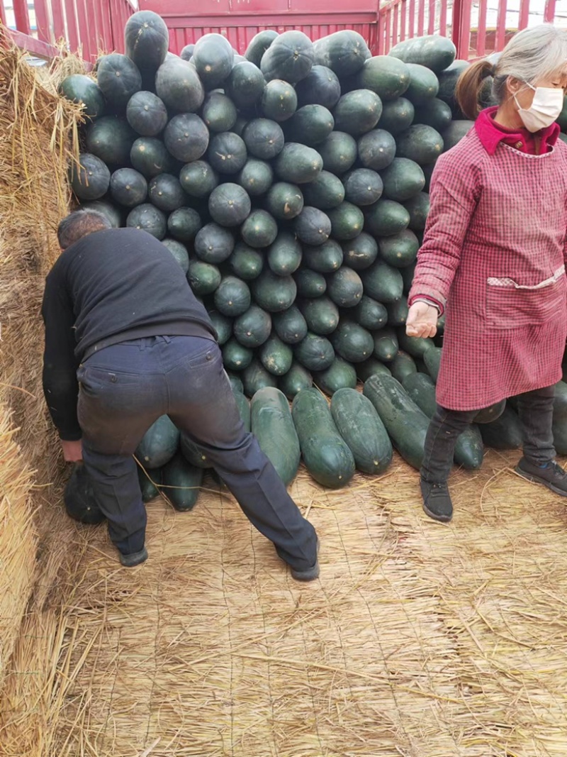 黑皮冬瓜大量上市产地发货量大从优欢迎来电咨询