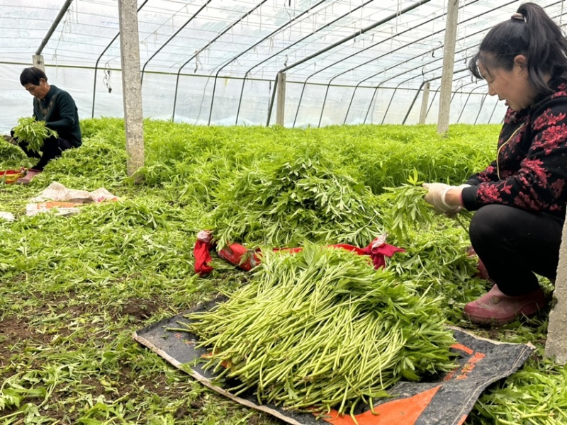 苏北上万亩芦蒿产业基地温室大棚芦蒿上市口感嫩量大。