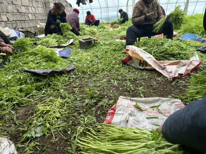 苏北上万亩芦蒿产业基地温室大棚芦蒿上市口感嫩量大。