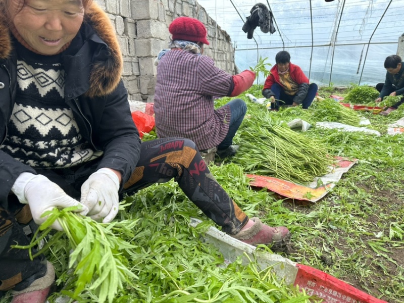 苏北上万亩芦蒿产业基地温室大棚芦蒿上市口感嫩量大。