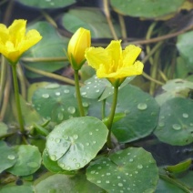 荇菜，荇菜种苗，荇菜提供荇菜种苗种植技术，直播名称磨盘莲