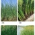 水生植物，水生植物种植，睡莲，荷花，莲藕，水葱，碗莲。
