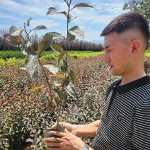 紫叶矮樱价格美丽品质保证产地直销欢迎咨询