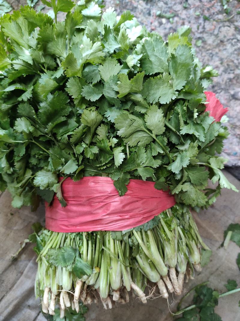山东金乡陆地香菜大量上市产地直发保质保量全国发货