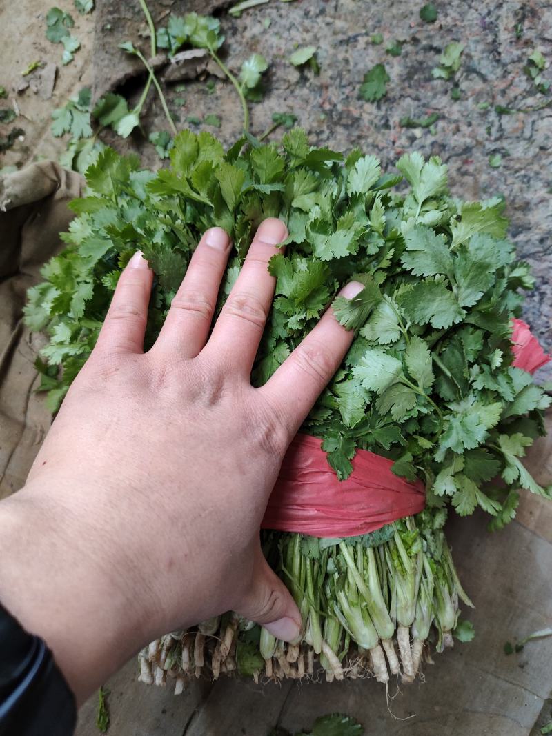 山东金乡陆地香菜大量上市产地直发保质保量全国发货