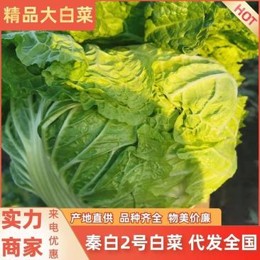 【白菜】河南秦白白菜白菜大白菜品质保证欢迎采购