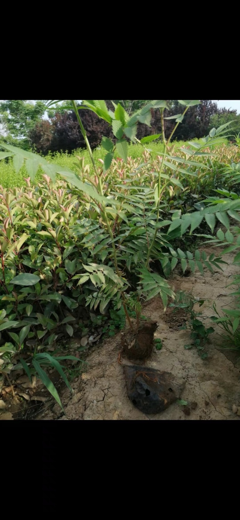 珍珠梅花梅营养钵规格多样产地直供品质保证