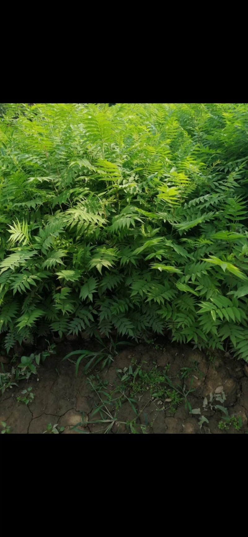 珍珠梅花梅营养钵规格多样产地直供品质保证