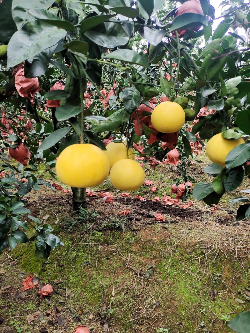 福建平和葡萄柚水分充足皮薄多汁全国代发货量充足