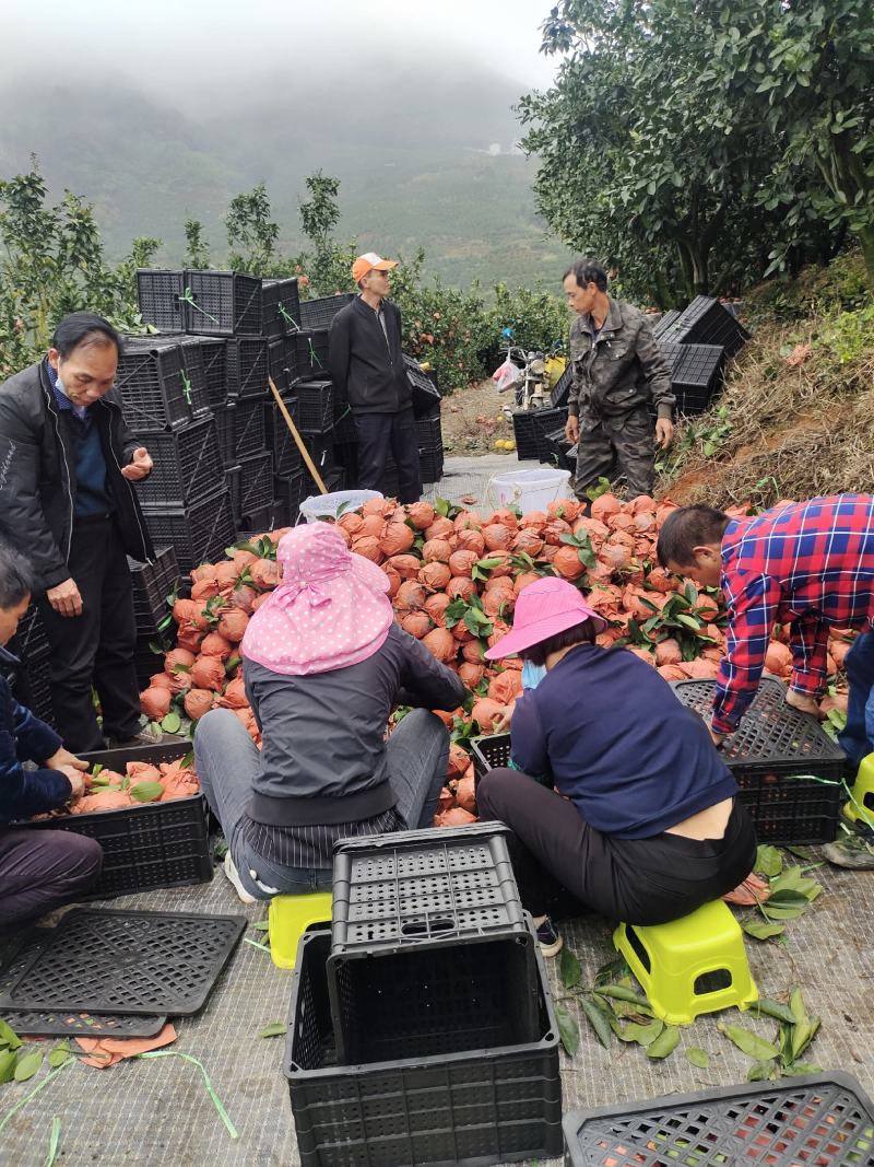 福建平和葡萄柚水分充足皮薄多汁全国代发货量充足