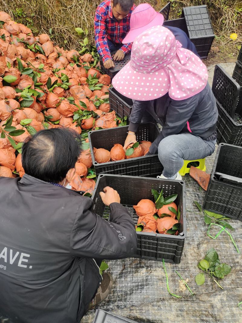 福建平和葡萄柚水分充足皮薄多汁全国代发货量充足