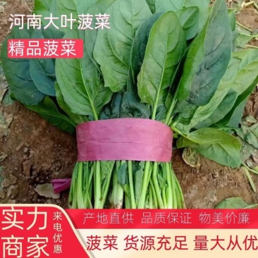 【精品】菠菜大叶菠菜大量上市中代发全国保质保量低价批发