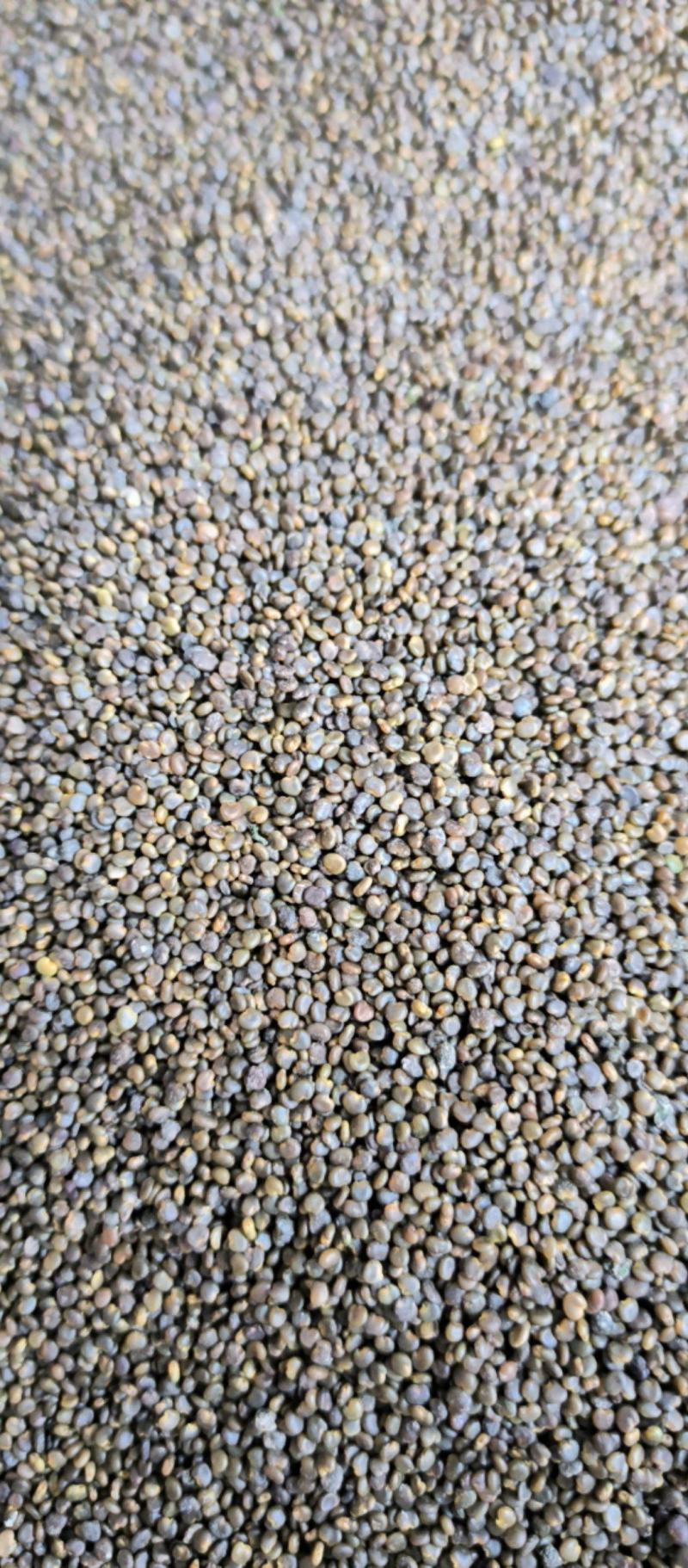 沙苑子泡酒泡茶中药材批发沙苑子质量保证量大从优