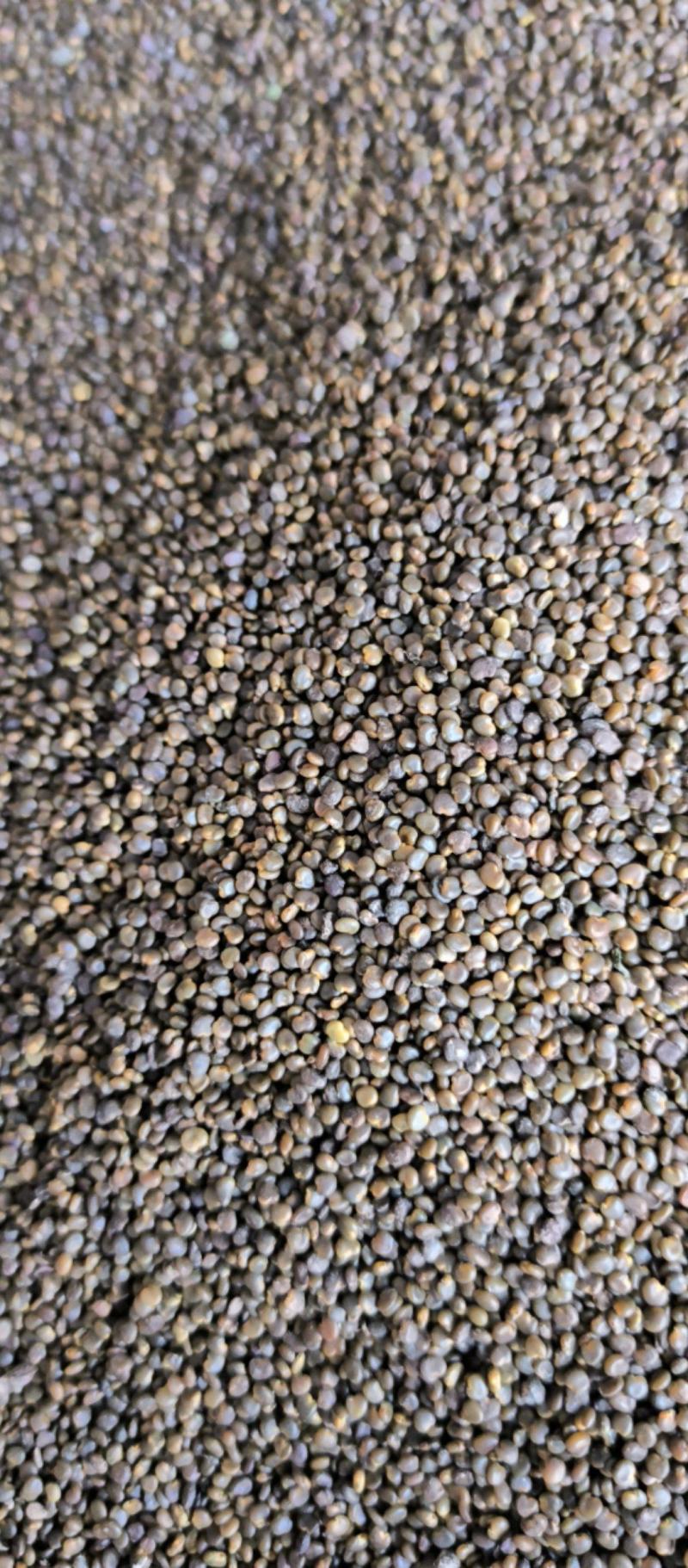 沙苑子泡酒泡茶中药材批发沙苑子质量保证量大从优