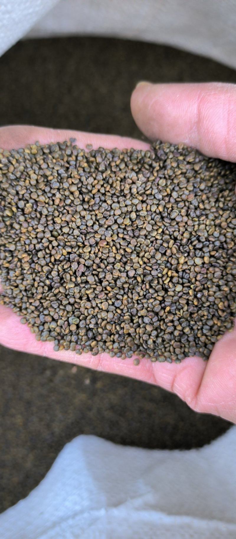 沙苑子泡酒泡茶中药材批发沙苑子质量保证量大从优