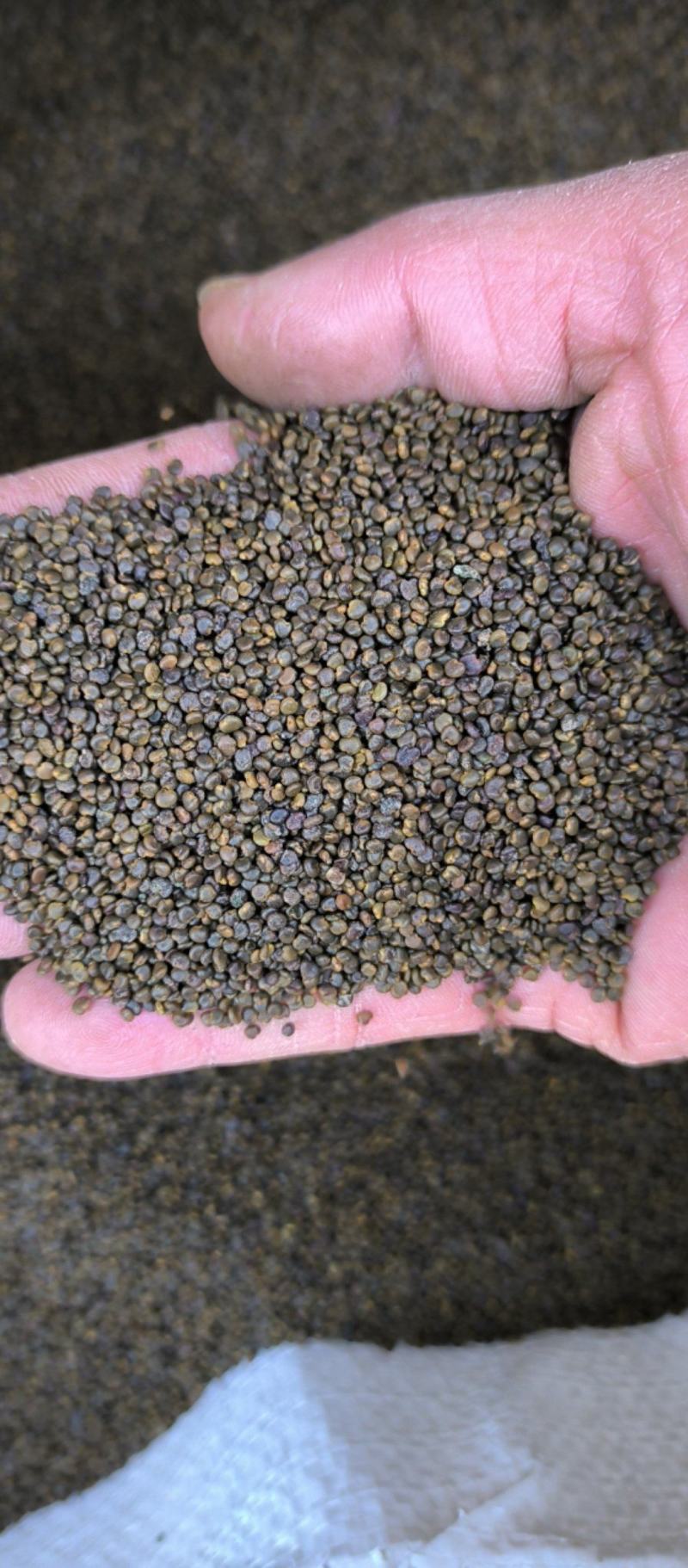 沙苑子泡酒泡茶中药材批发沙苑子质量保证量大从优