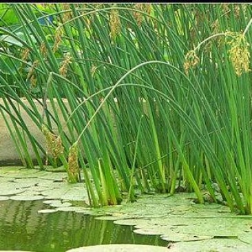 水葱，水葱种苗，提供水葱种苗种植技术.鱼台县志龙莲藕莲藕