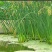 水葱，水葱种苗，提供水葱种苗种植技术.鱼台县志龙莲藕莲藕
