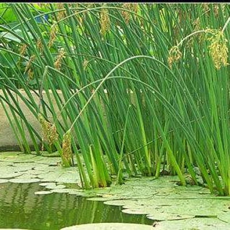 水葱，水葱种苗，提供水葱种苗种植技术.鱼台县志龙莲藕莲藕