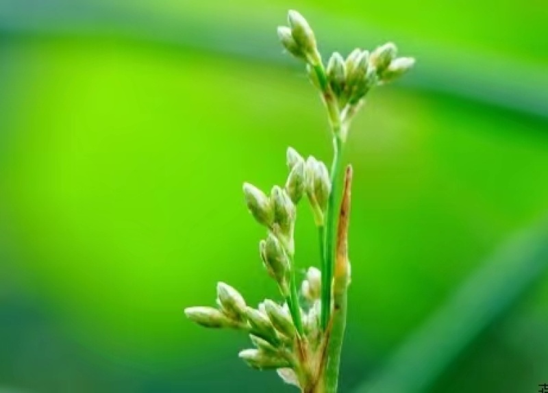 水葱，水葱种苗，提供水葱种苗种植技术.鱼台县志龙莲藕莲藕