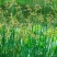 水葱，水葱种苗，提供水葱种苗种植技术.鱼台县志龙莲藕莲藕