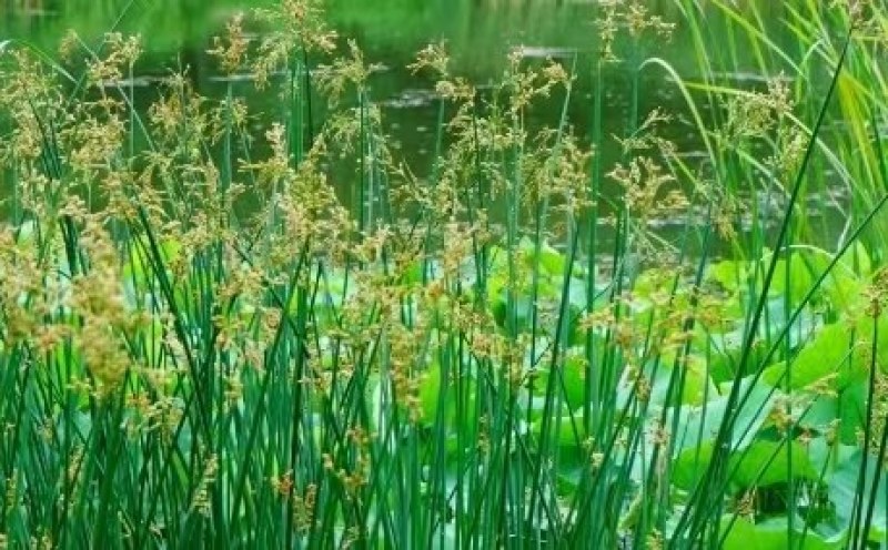 水葱，水葱种苗，提供水葱种苗种植技术.鱼台县志龙莲藕莲藕