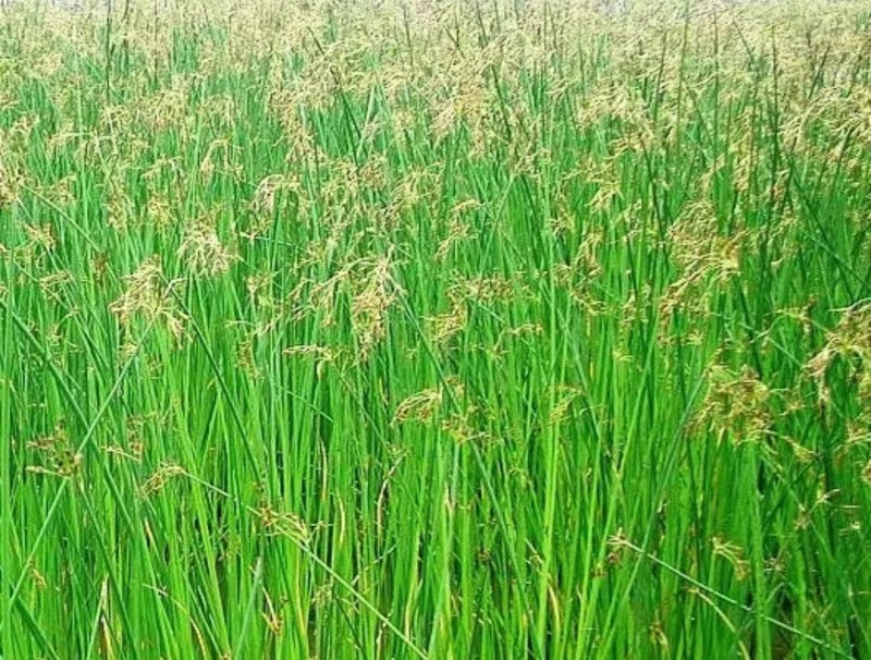 水葱，水葱种苗，提供水葱种苗种植技术.鱼台县志龙莲藕莲藕