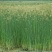 水葱，水葱种苗，提供水葱种苗种植技术.鱼台县志龙莲藕莲藕