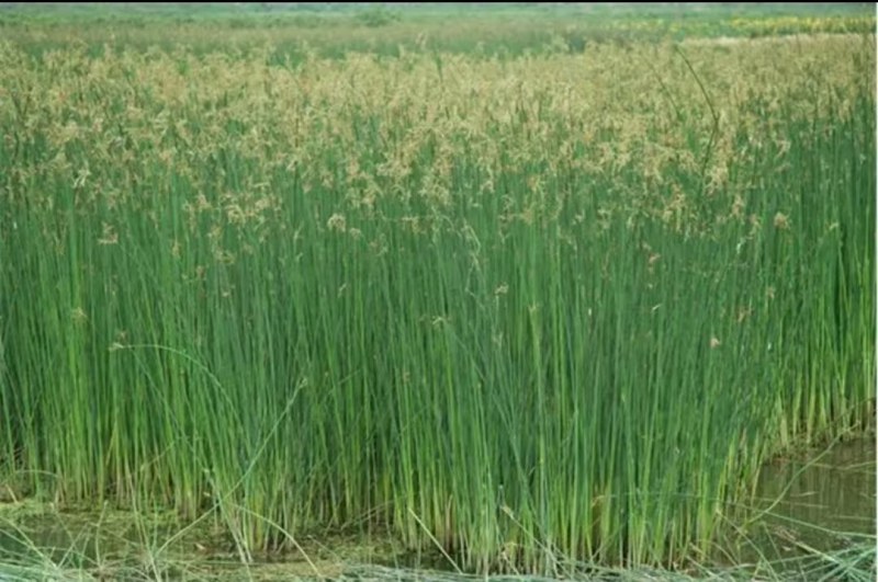 水葱，水葱种苗，提供水葱种苗种植技术.鱼台县志龙莲藕莲藕