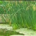水葱，水葱种苗，提供水葱种苗种植技术.鱼台县志龙莲藕莲藕