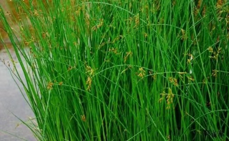 水葱，水葱种苗，提供水葱种苗种植技术.鱼台县志龙莲藕莲藕