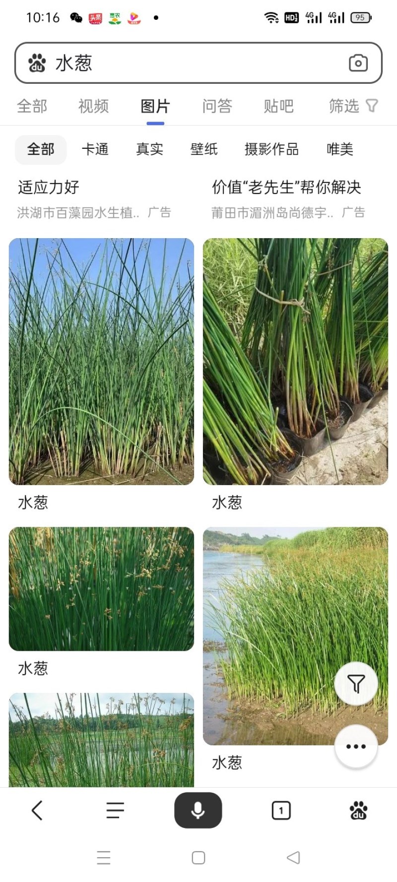 水葱，水葱种苗，提供水葱种苗种植技术.鱼台县志龙莲藕莲藕