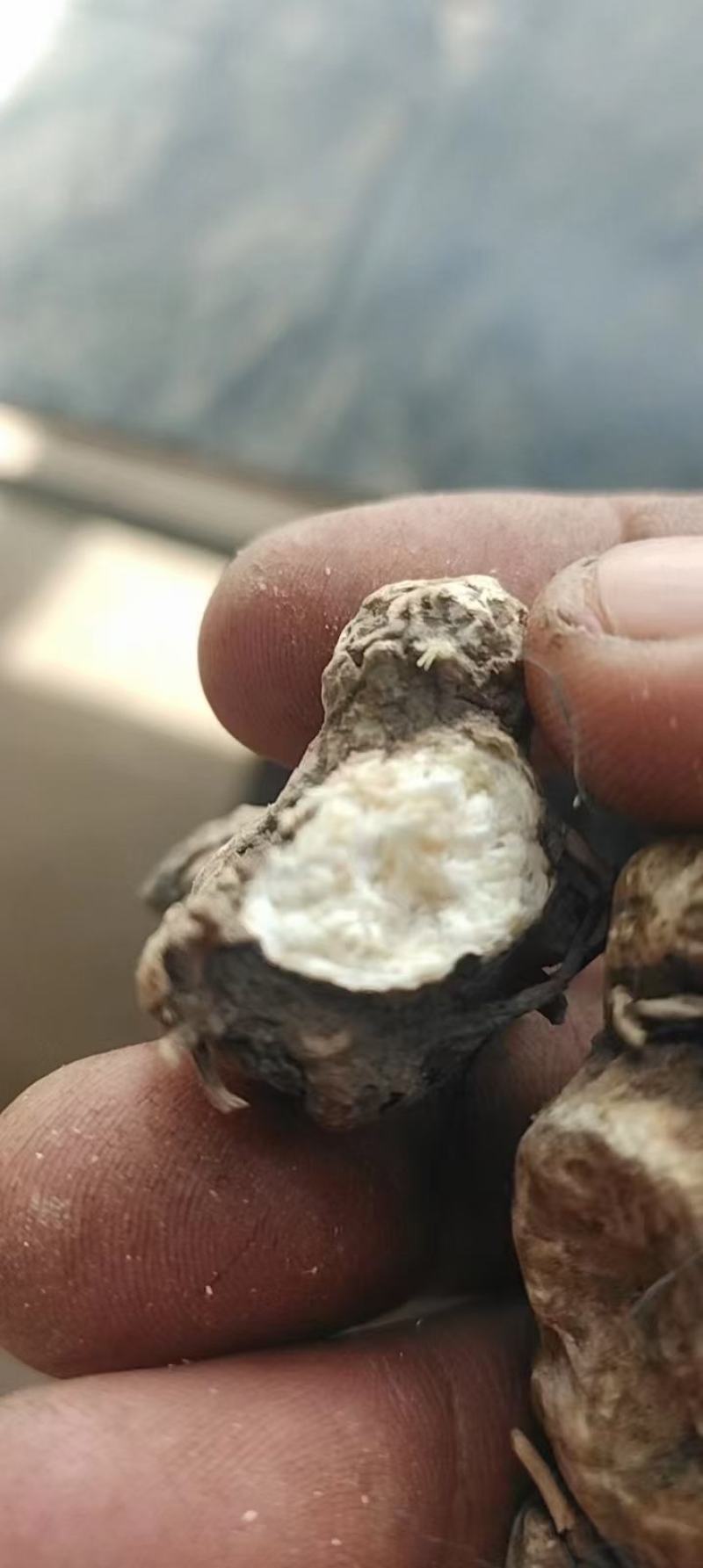 白茬苍术统实力代办价格电议多规格可选需要的老板欢迎联系