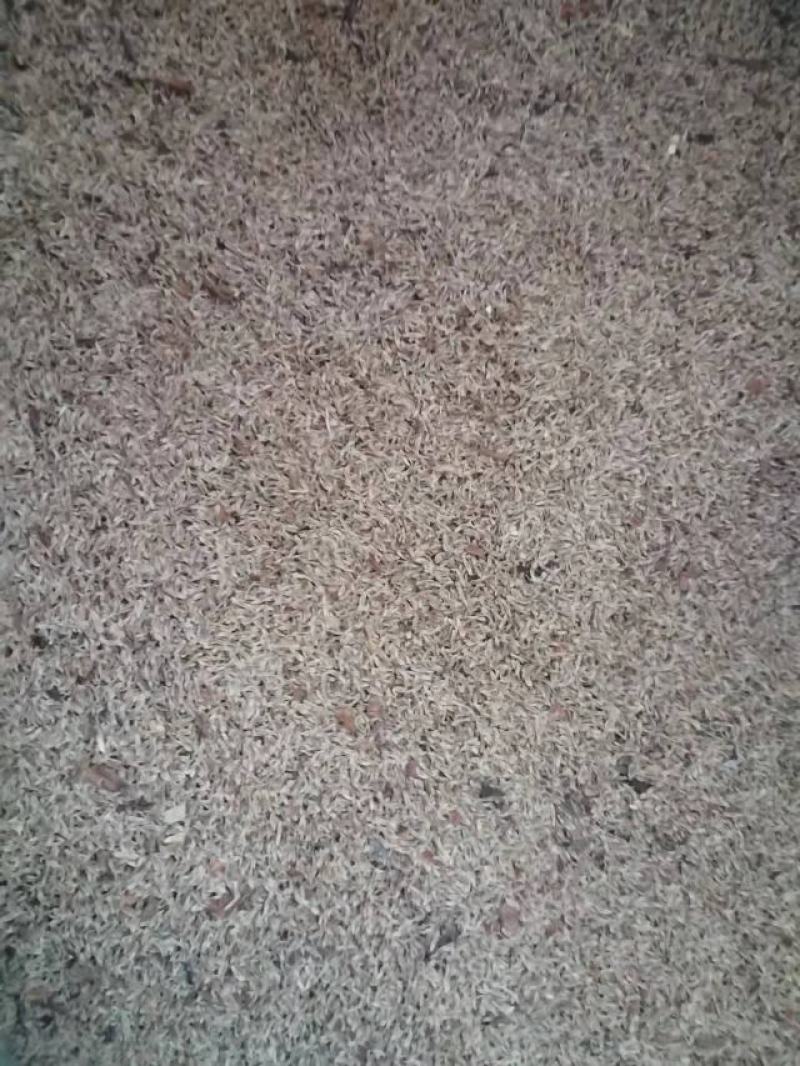 龙胆草种子无病害，支持技术指导